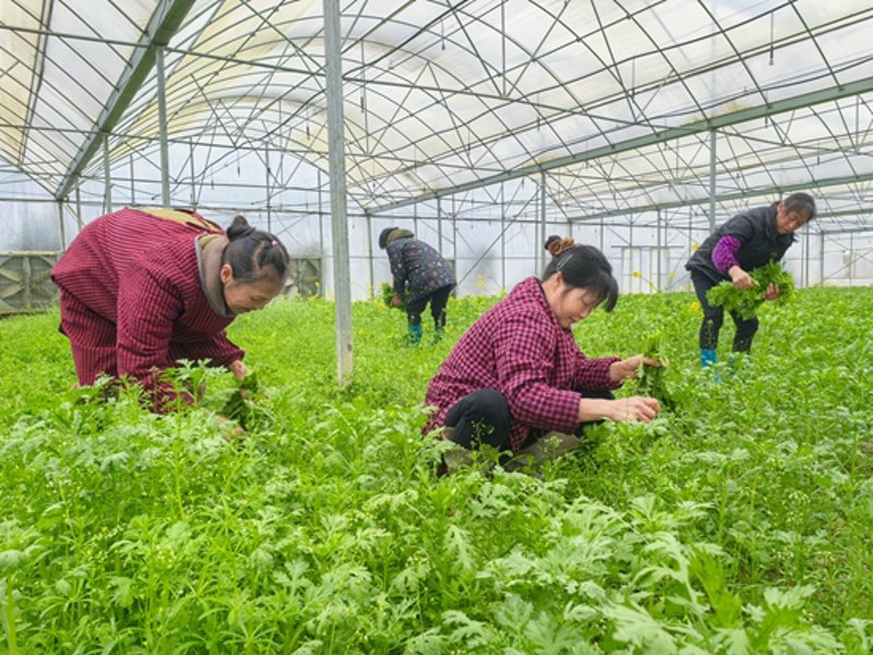 在当今社会，越来越多的人开始追求健康有机的生活方式。家庭农场直供成为了一种热门的选择。那么，它究竟是如何运作的？又有哪些优势呢？让我们一起来探讨一下。